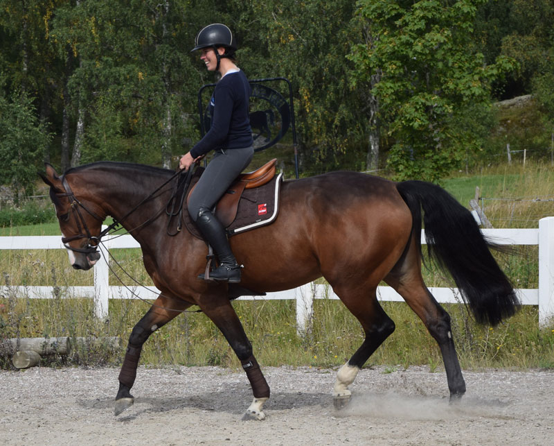 Här är gramanen rätt anpassad för normal ridning. Py Jägerden låter hästen gå utan att känna ett tvång från gramantygeln. Skulle hon däremot slå upp huvudet högt skulle gramanen ta emot.